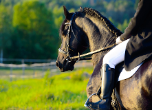 Horse with Rider